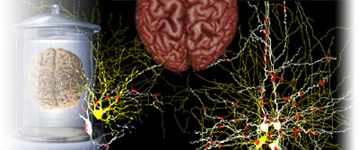 StressTherapy Solutions, Inc.